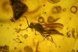 Detailed Fossil Fly (Diptera) & Thuja Twig in Baltic Amber #139042-2